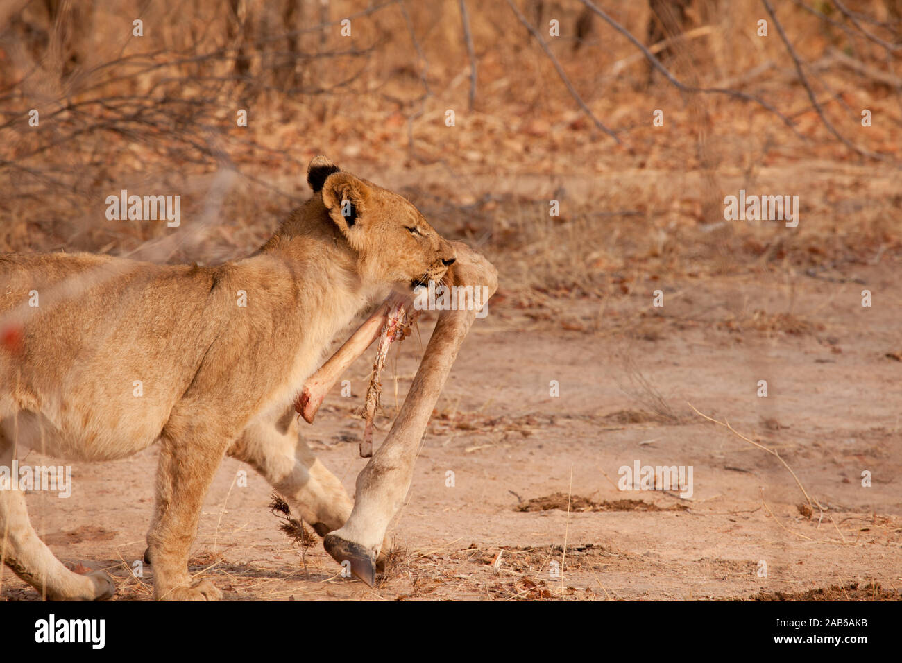 Lion cub carries a giraffe calf's leg, the kill was made the day before by the pride. Stock Photo