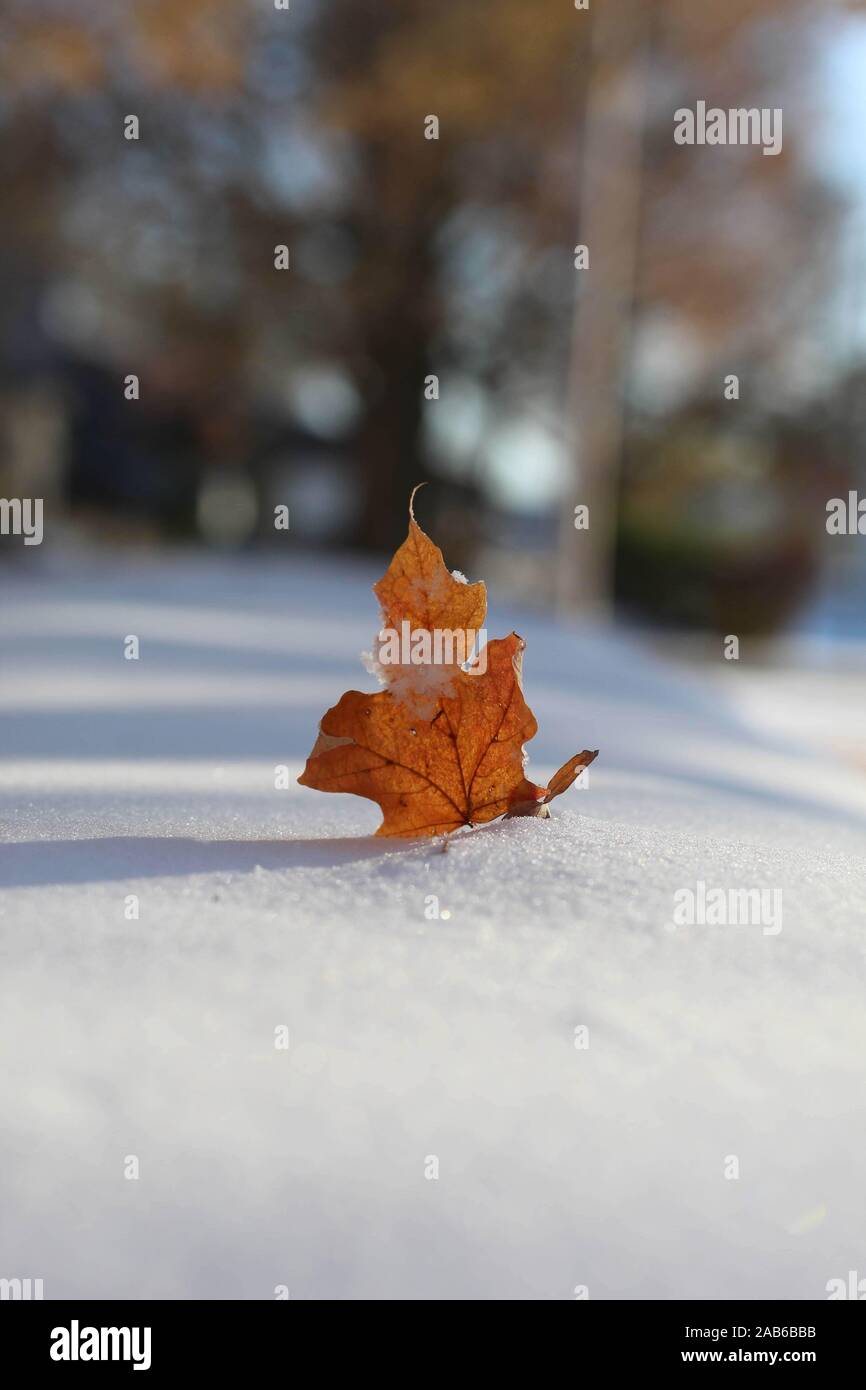 A single leaf stuck in the first snow of the year Stock Photo