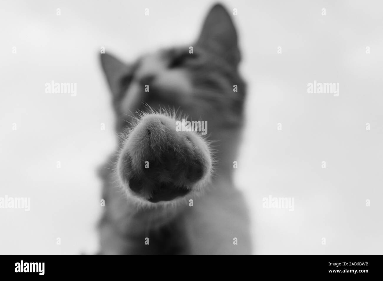 Cat's paw captioned from bellow Stock Photo Alamy