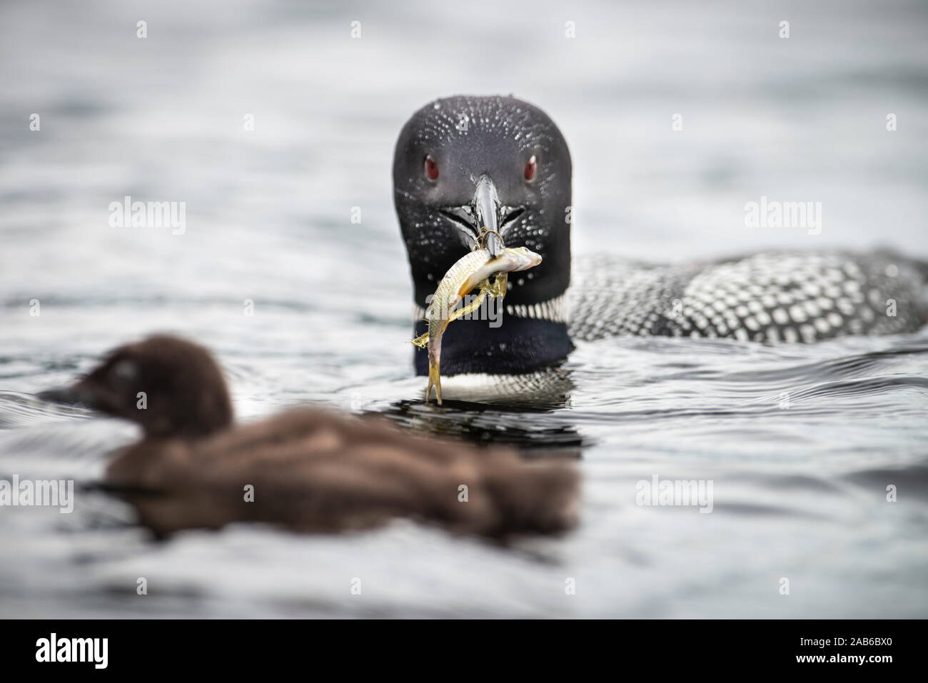 Common Loon feeding it's offspring Stock Photo