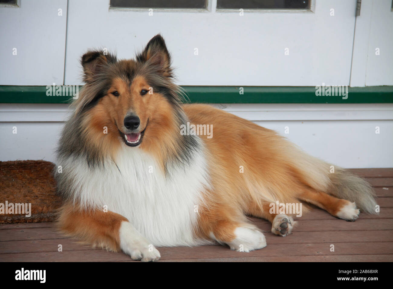 Our beautiful young pedigree rough coated black and sable collie posing on the deck Stock Photo