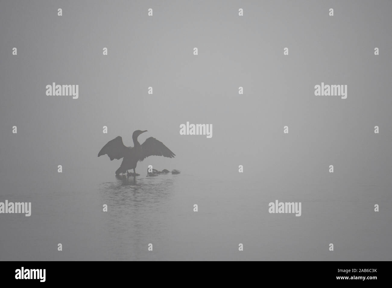 Double-crested cormorant spanning its wings during a morning fog. Stock Photo