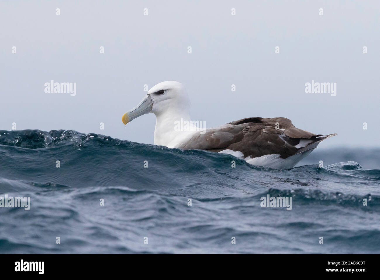 Shy Albatross (Thalassarche cauta), immature swimming on the water surface, Western Cape, South Africa Stock Photo