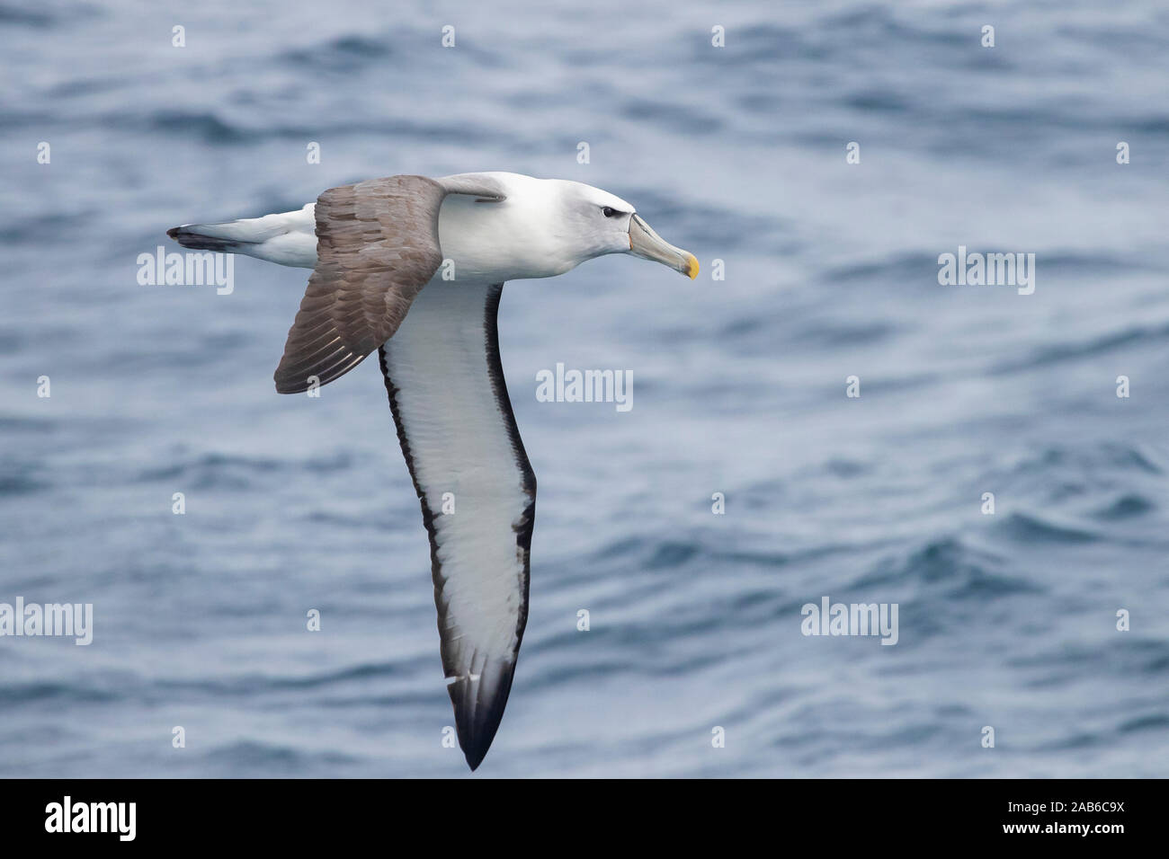 Shy Albatross (Thalassarche cauta), adult in flight seen from the side, Western Cape, South Africa Stock Photo