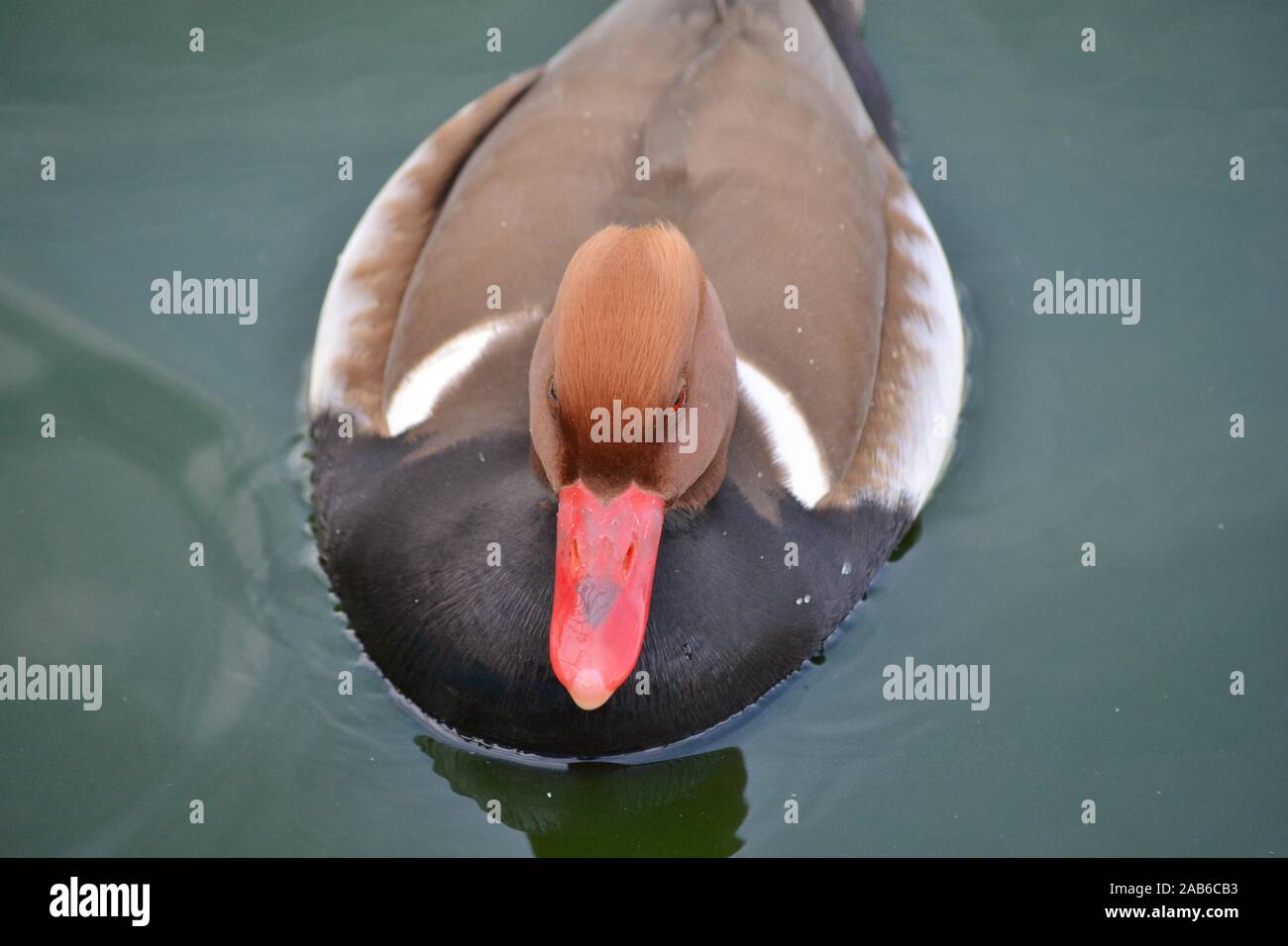 a duck called red-crested pochard Stock Photo