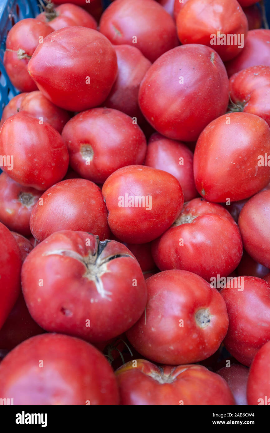 Tomatoes 'of Sorrento',  Santa Maria di Castellabate, Cilento National Park, Parco Nazionale Cilento, Vallo Diano e Alburni, Salerno, Campania, South Stock Photo