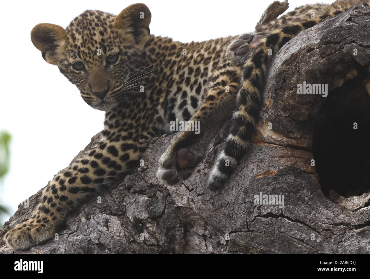 Leopard Den High Resolution Stock Photography And Images Alamy