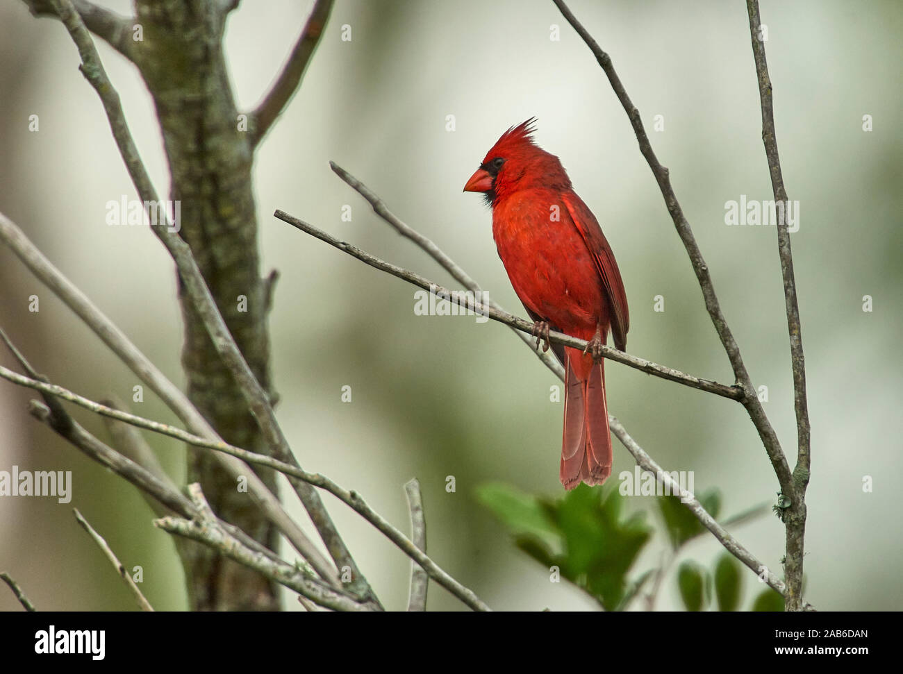 Male Northern Cardinal (Cardinalis cardinalis) chicks,, Arthur J Marshall National Wildlife Reserve - Loxahatchee Stock Photo