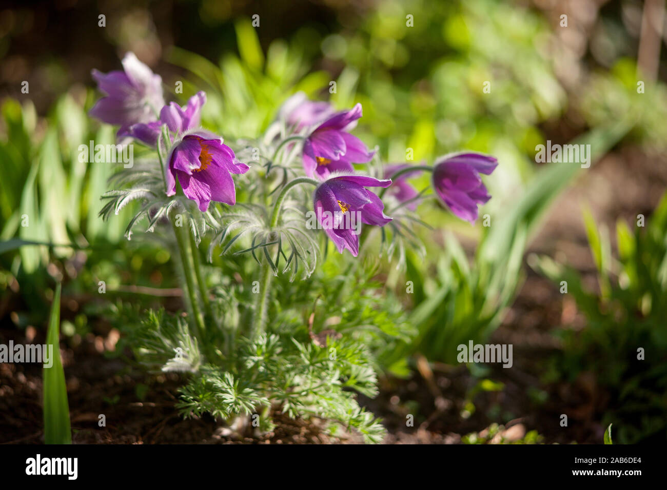 Eastern pasque flowers or Rock lily, prairie crocus, cutleaf anemone (Pulsatilla patens) blossom. Close up. Selective focus Stock Photo