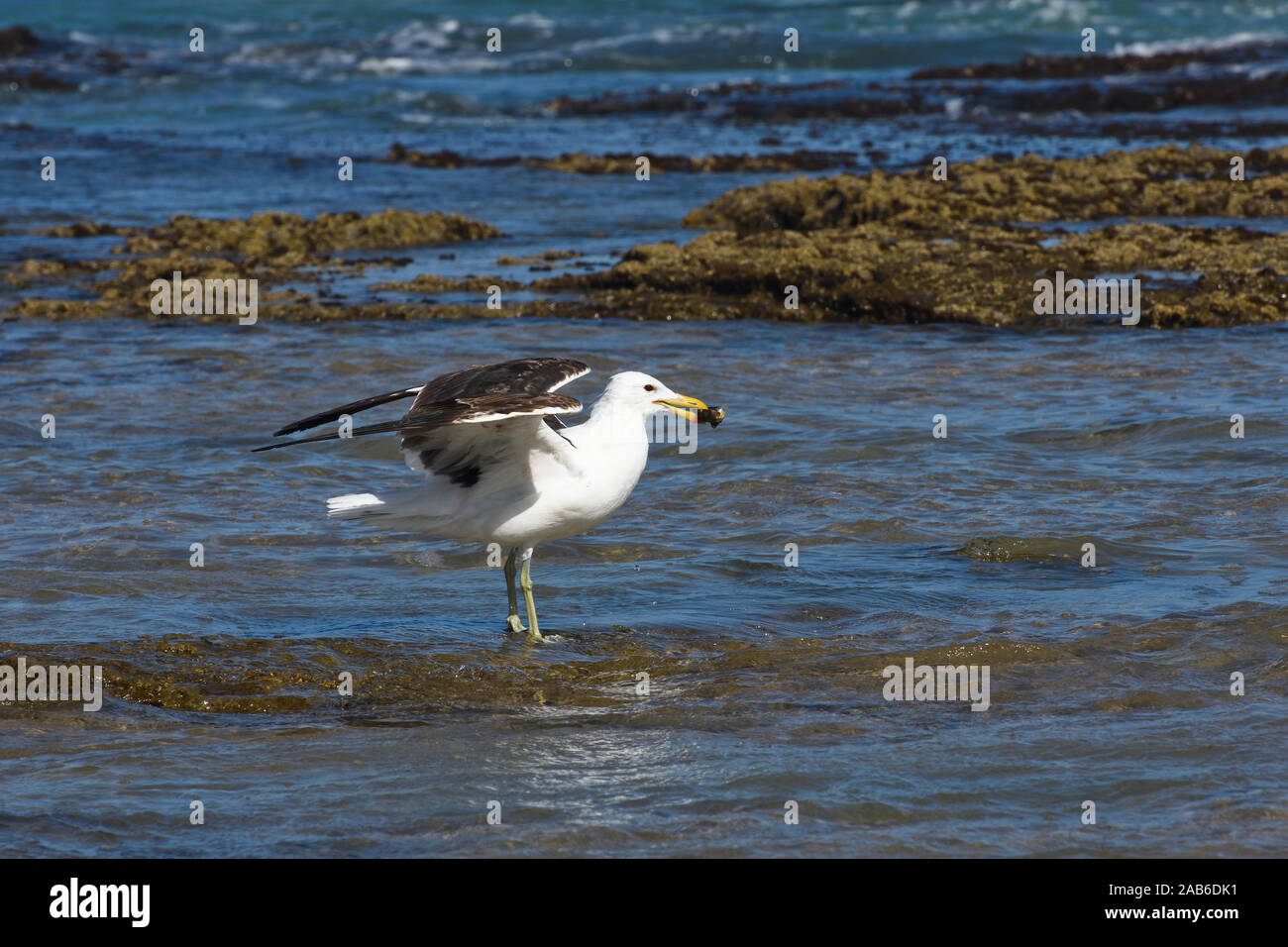 Kelp Gull Standing In Seawater With Mollusk (Larus dominicanus) Stock Photo