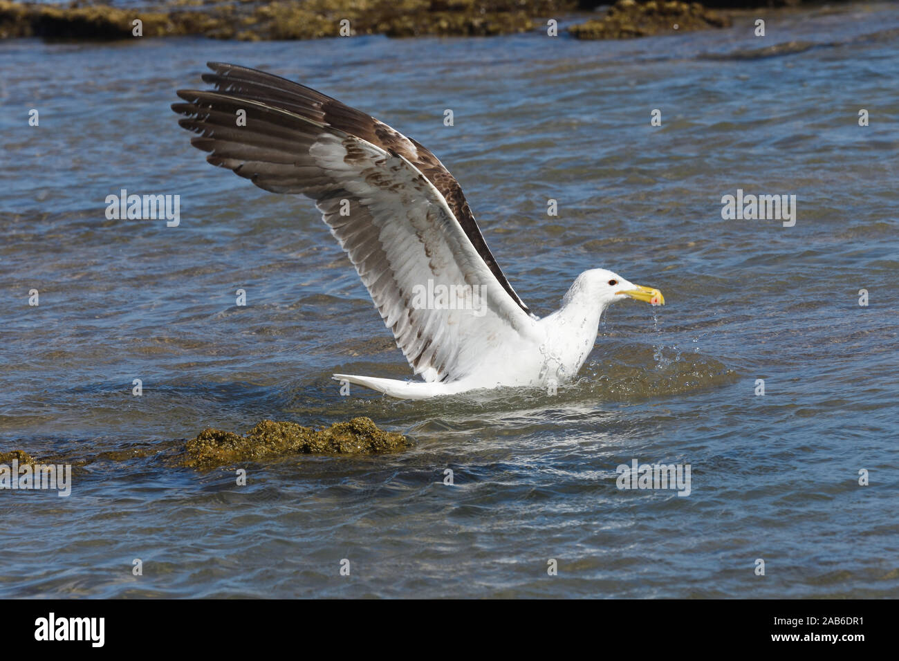 Kelp Gull In Seawater With Wings Spread (Larus dominicanus) Stock Photo