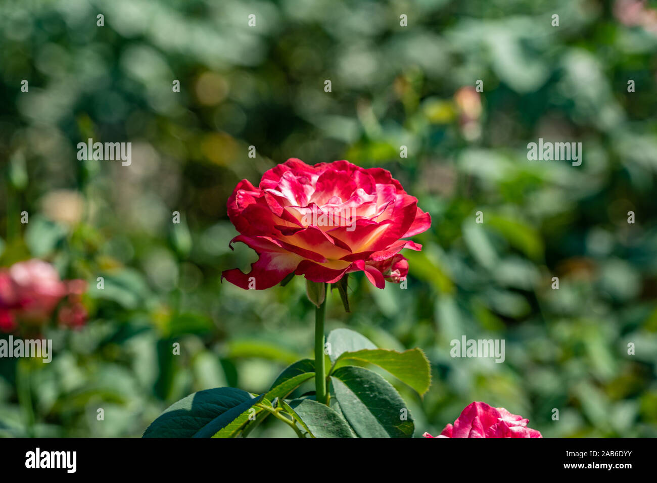 Duftwolke hi-res stock photography and images - Alamy