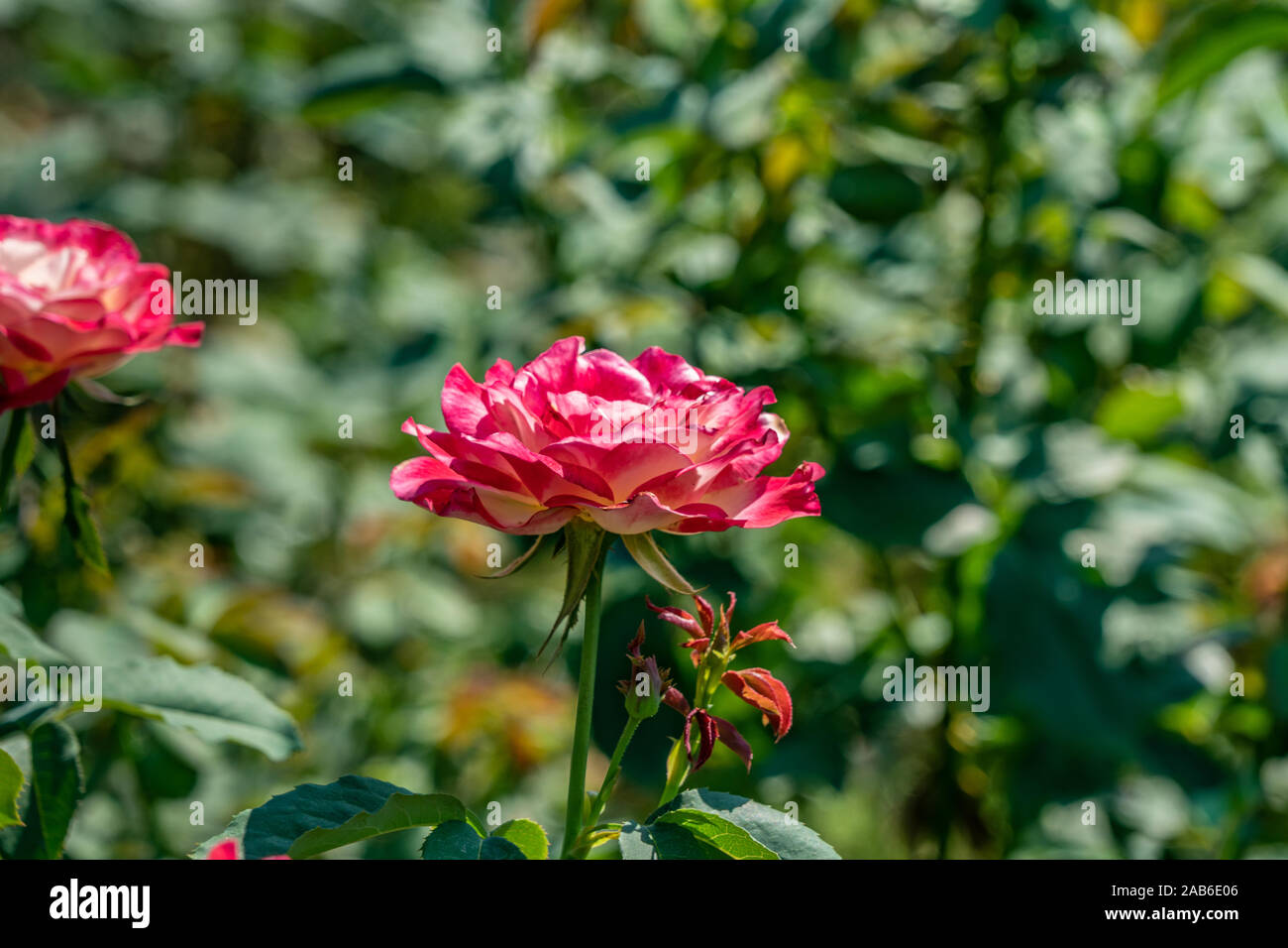 Rose Duftwolke. Flower in full bloom Stock Photo - Alamy