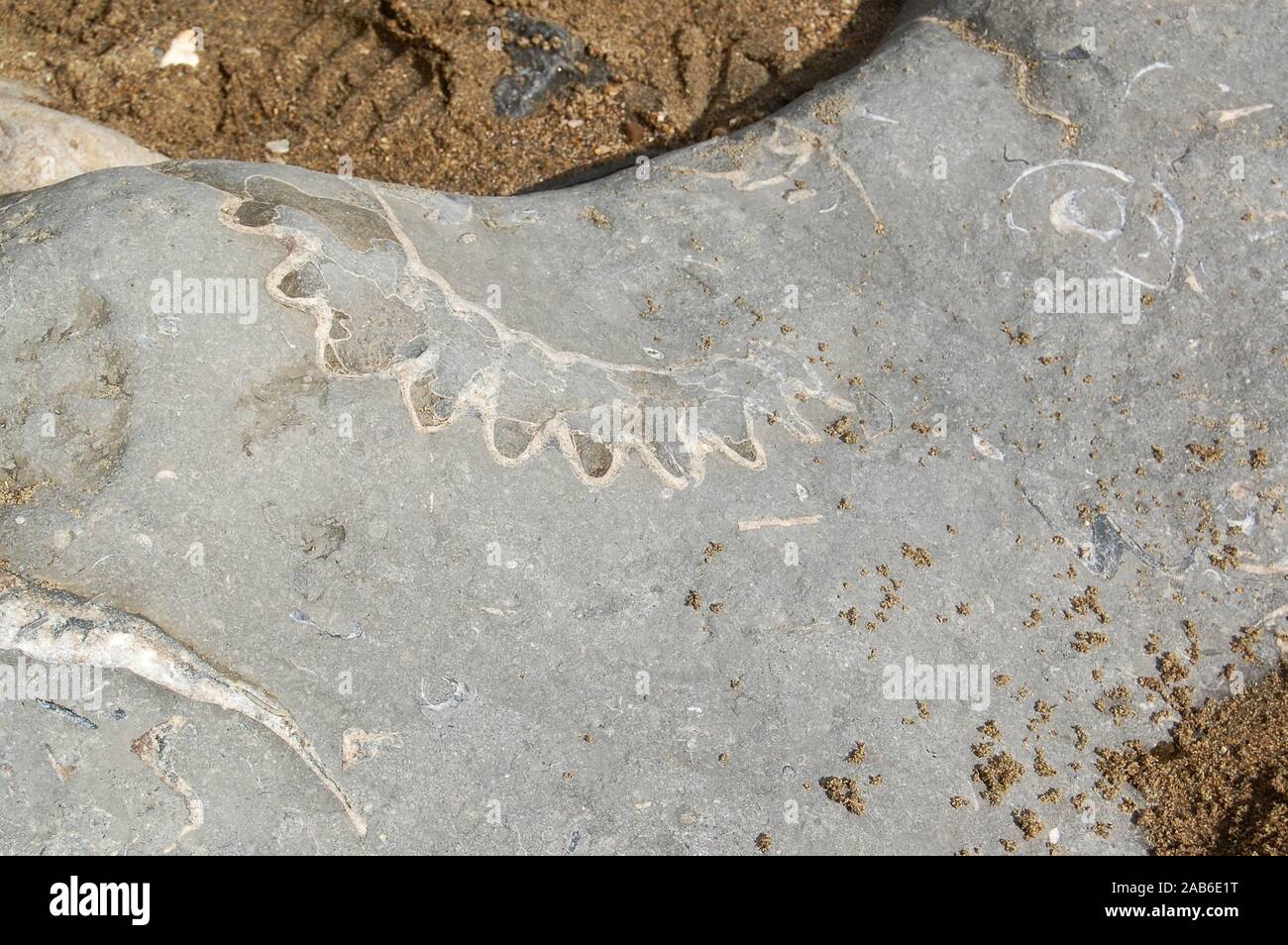 Fossils, Lyme Regis 301013 Stock Photo Alamy