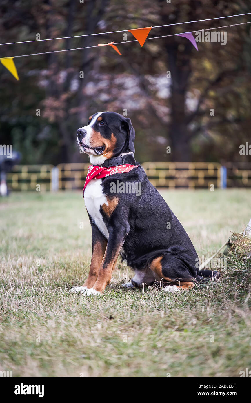 lucky Bernese Berner Sennenhund Big dog on green field. Portrait of large domestic dog. A beautiful animal with a bandana on neck Stock Photo