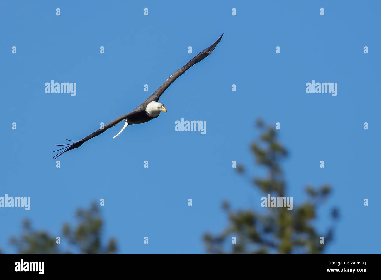 A majestic bald eagle soars up in the brigh blue sky in north Idaho