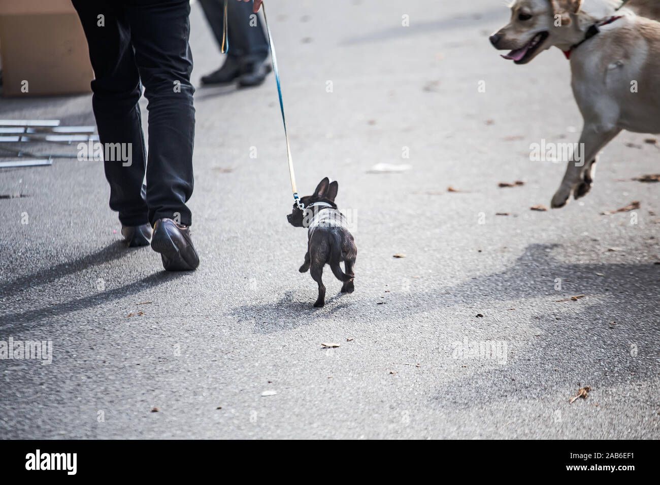 Little dog on leash. big dog rushes at small dog on street