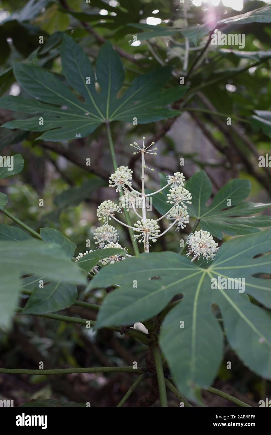 Fatsia japonica, close up. Stock Photo