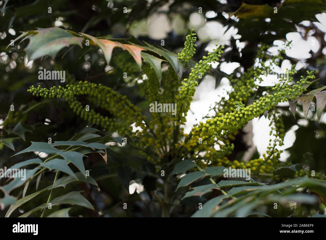 Mahonia japonica 'Bealei' plant, close up. Stock Photo