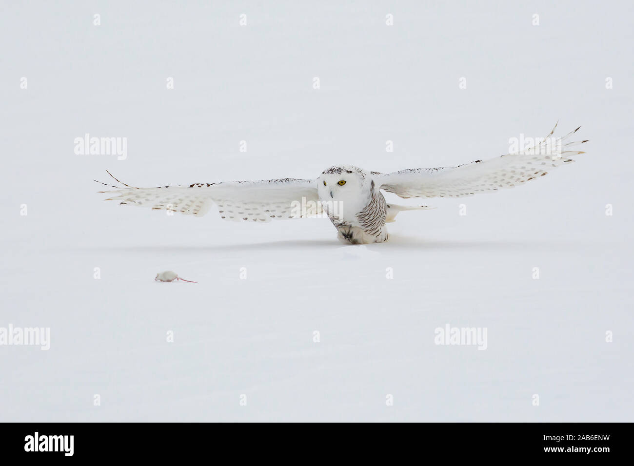 Snowy Owl Hunting a Rodent Stock Photo