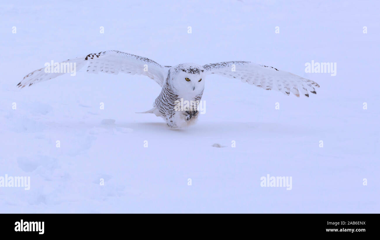 Snowy Owl Hunting a Rodent Stock Photo