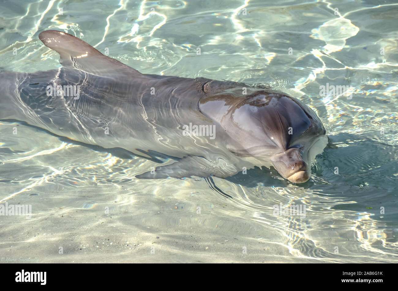 Crystal clear ocean hi-res stock photography and images - Alamy