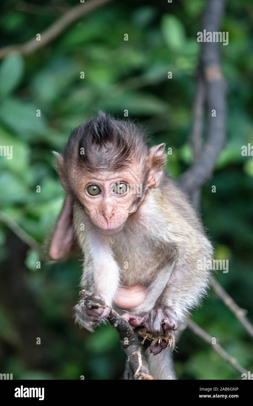 Ugly Monkey High Resolution Stock Photography And Images Alamy
