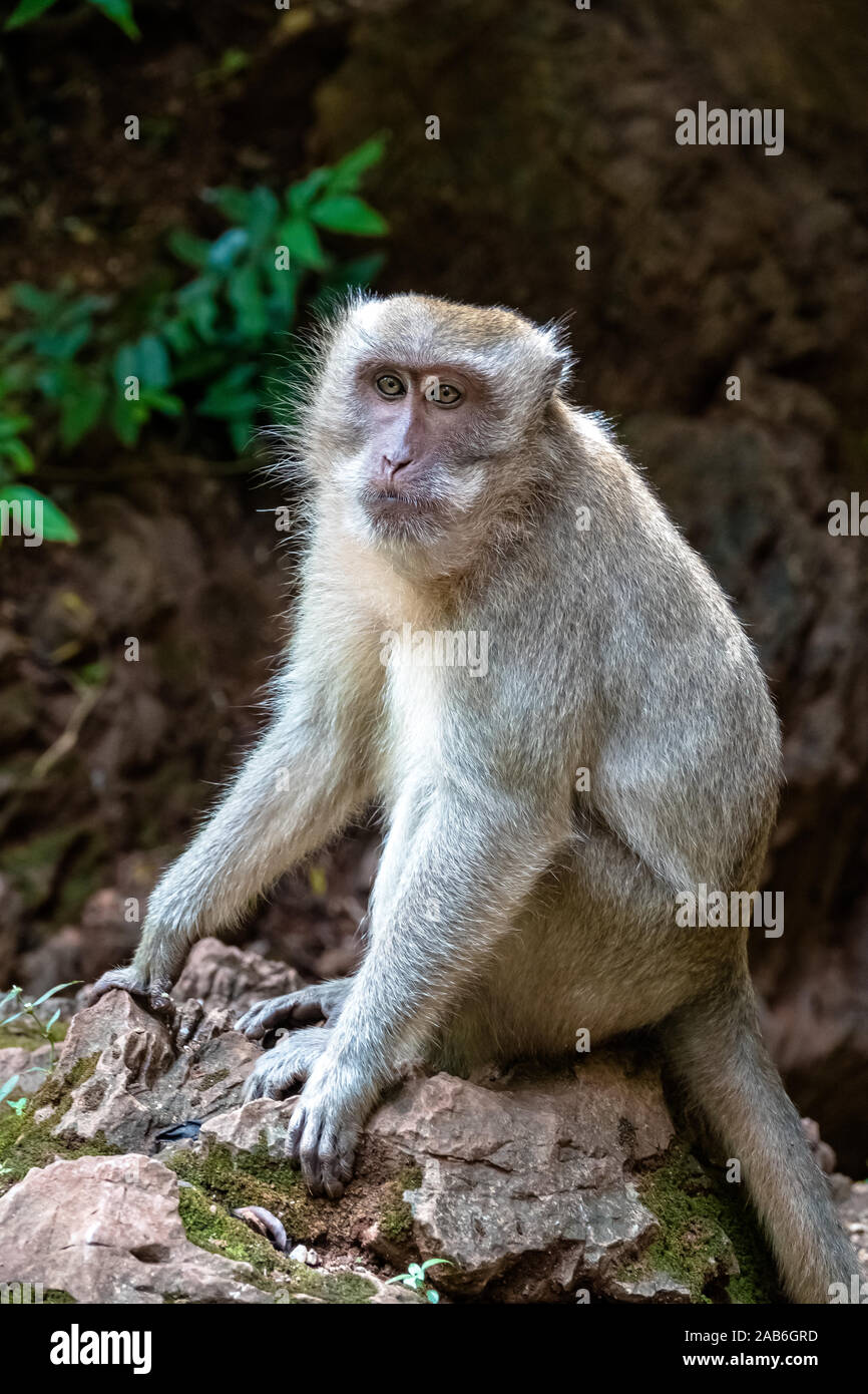 Ugly Monkey High Resolution Stock Photography And Images Alamy