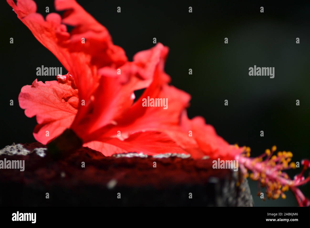 Closeup of red jungle flower in Manuel Antonio Stock Photo