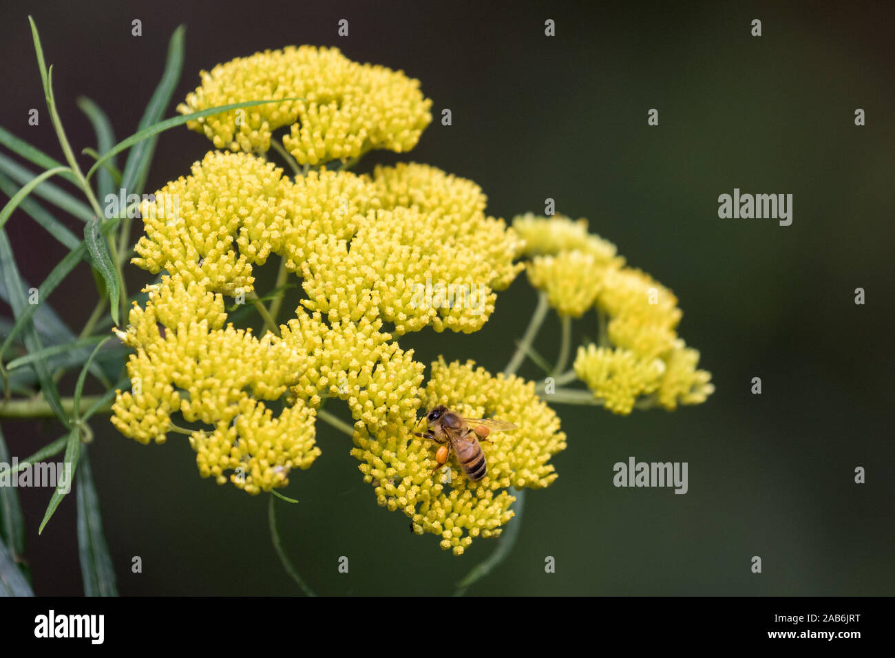 Honey bee on Yellow Cassina Stock Photo