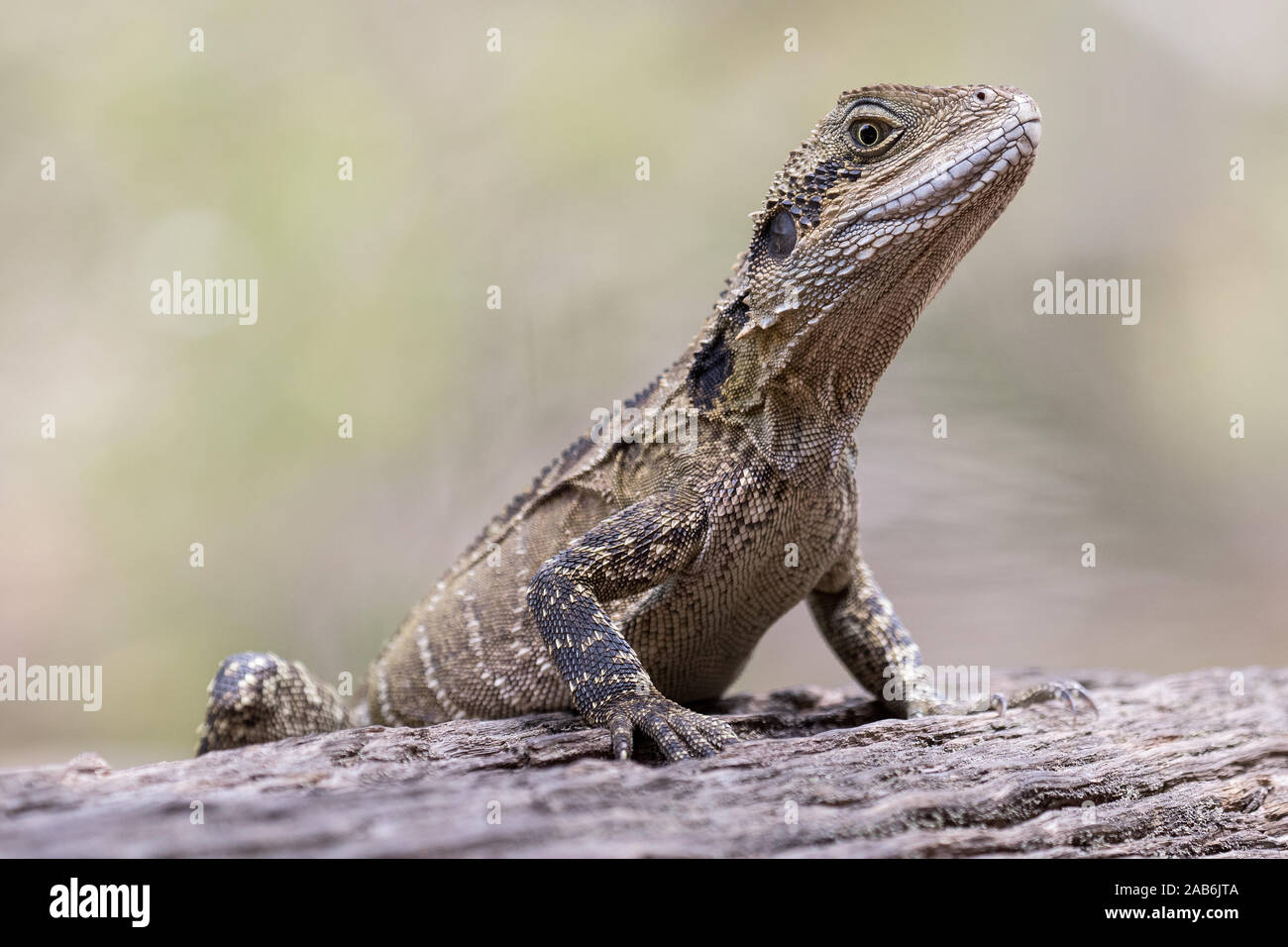 Female Eastern Water Dragon Stock Photo Alamy