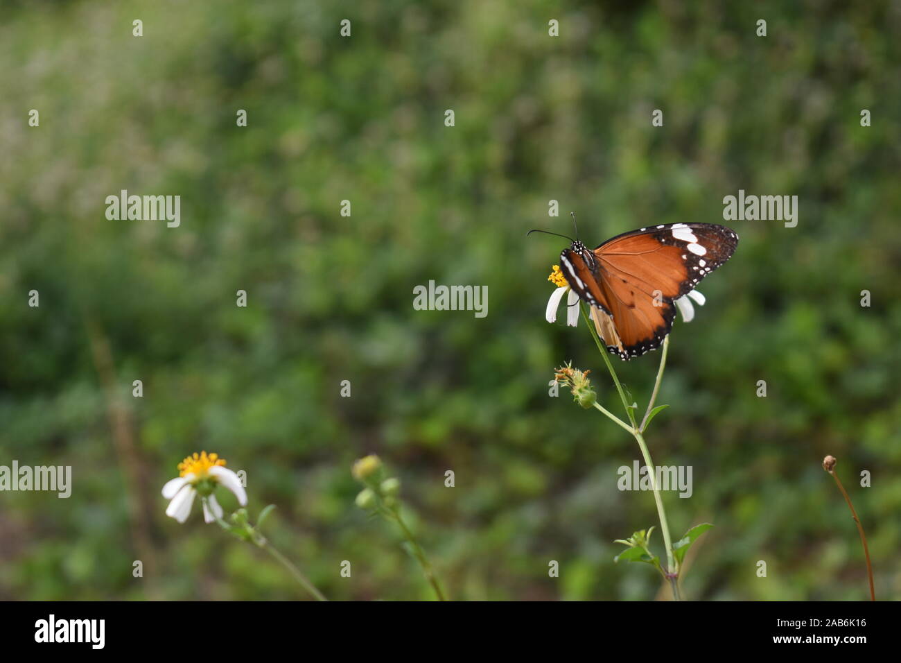 An African Monarch or Plain Tiger butterfly perched on a coatbuttons flower in the beginning of rainy season in Surakarta, Indonesia. Stock Photo