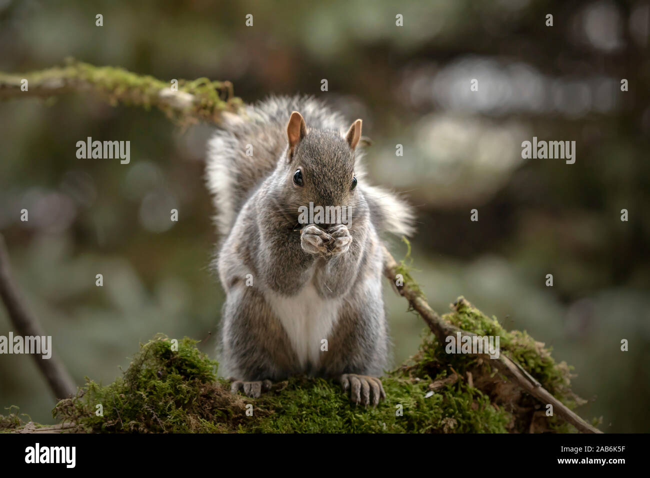 Eastern gray squirrel, known as the grey squirrel is native animal to