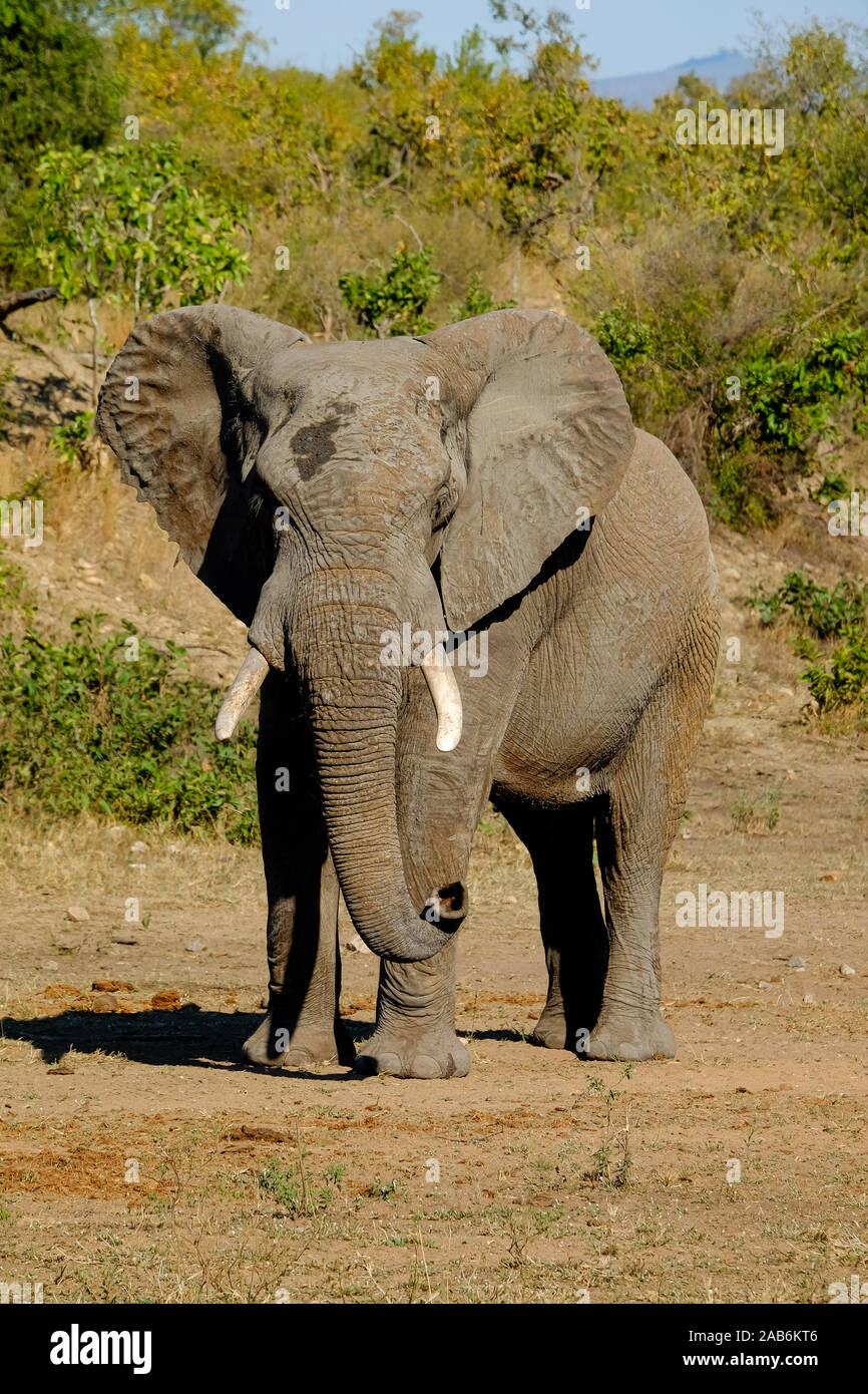 One African Elephant male facing the camera Stock Photo