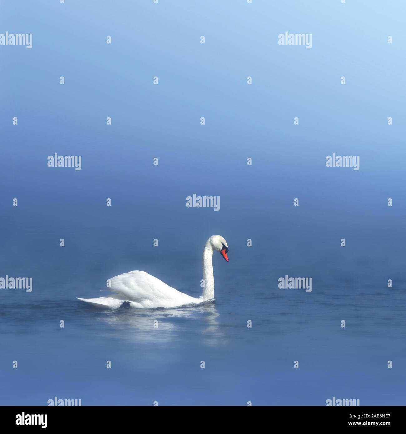 An image of a white and beautiful swan swimming in the water Stock ...