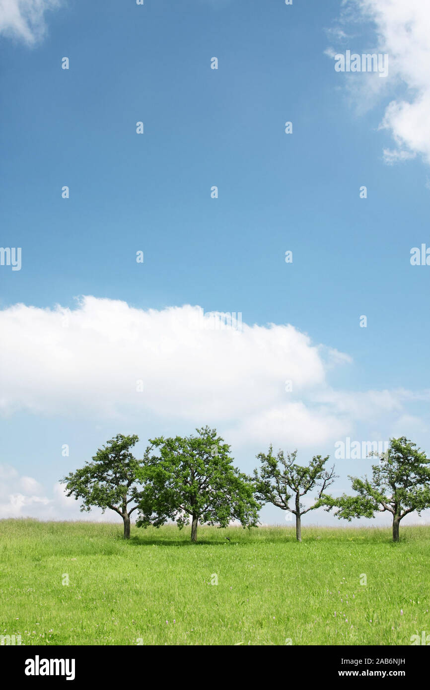 A photography of trees under the blue sky Stock Photo - Alamy