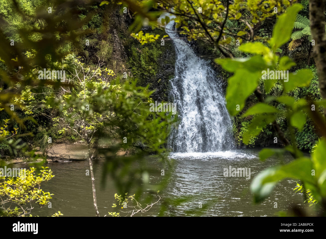 Rainforests of New Zealand on North and South islands. Temperate and sub-tropical.Waterfall. Stock Photo