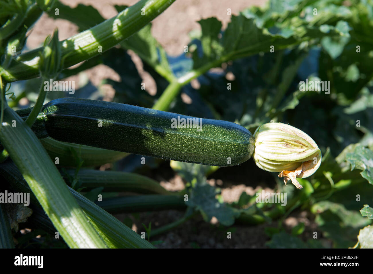 Courgette, fruit and flower (Cucurbita pepo); France Stock Photo Alamy