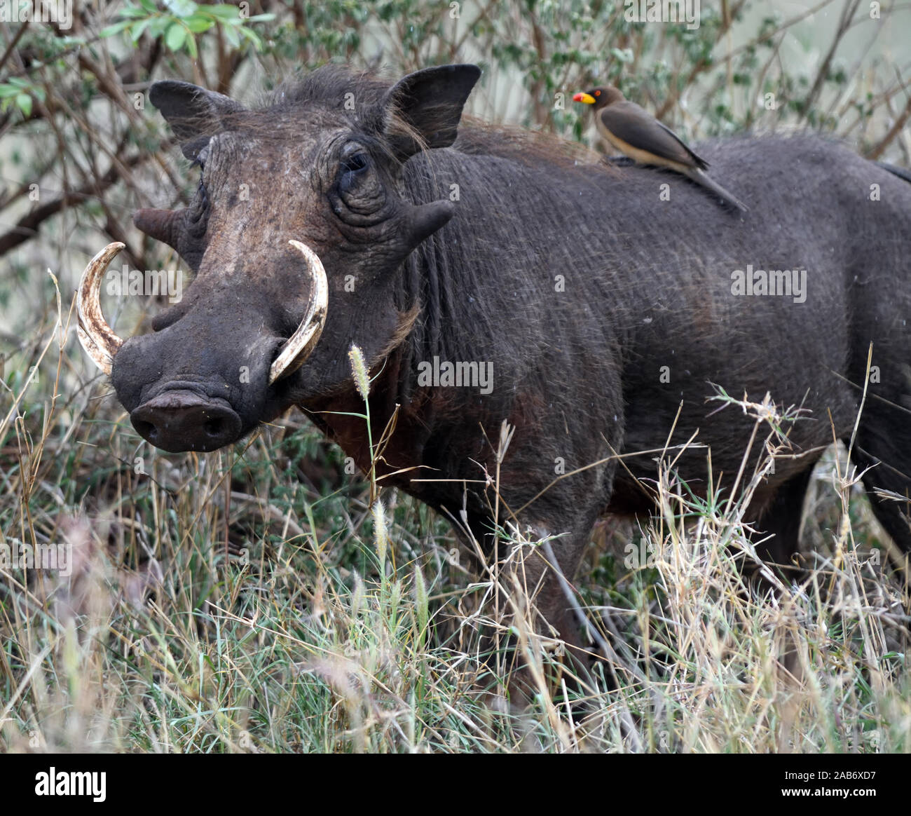 A male common warthog (Phacochoerus africanus) with fine tusks. A yellow-billed oxpecker (Buphagus africanus) is feeding on its back. Tarangire Nation Stock Photo