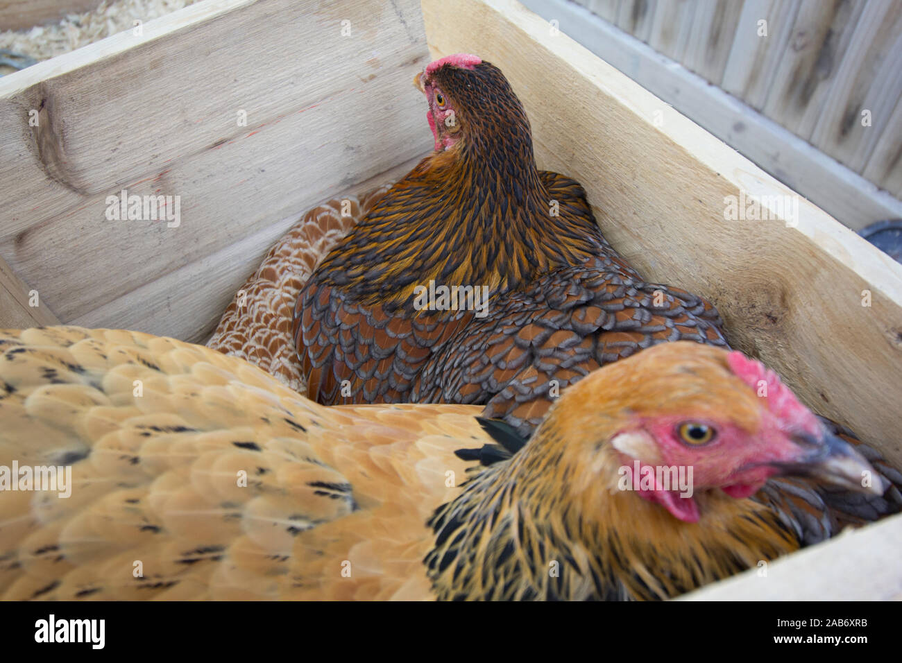 Wyandotte chickens hires stock photography and images Alamy