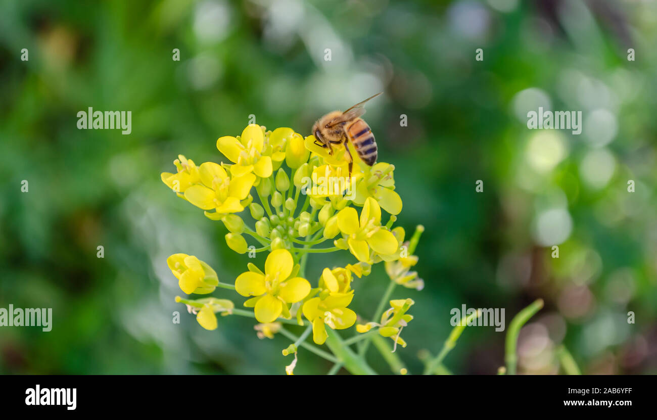 Bee Polinaging Bok Choy Flowers Stock Photo