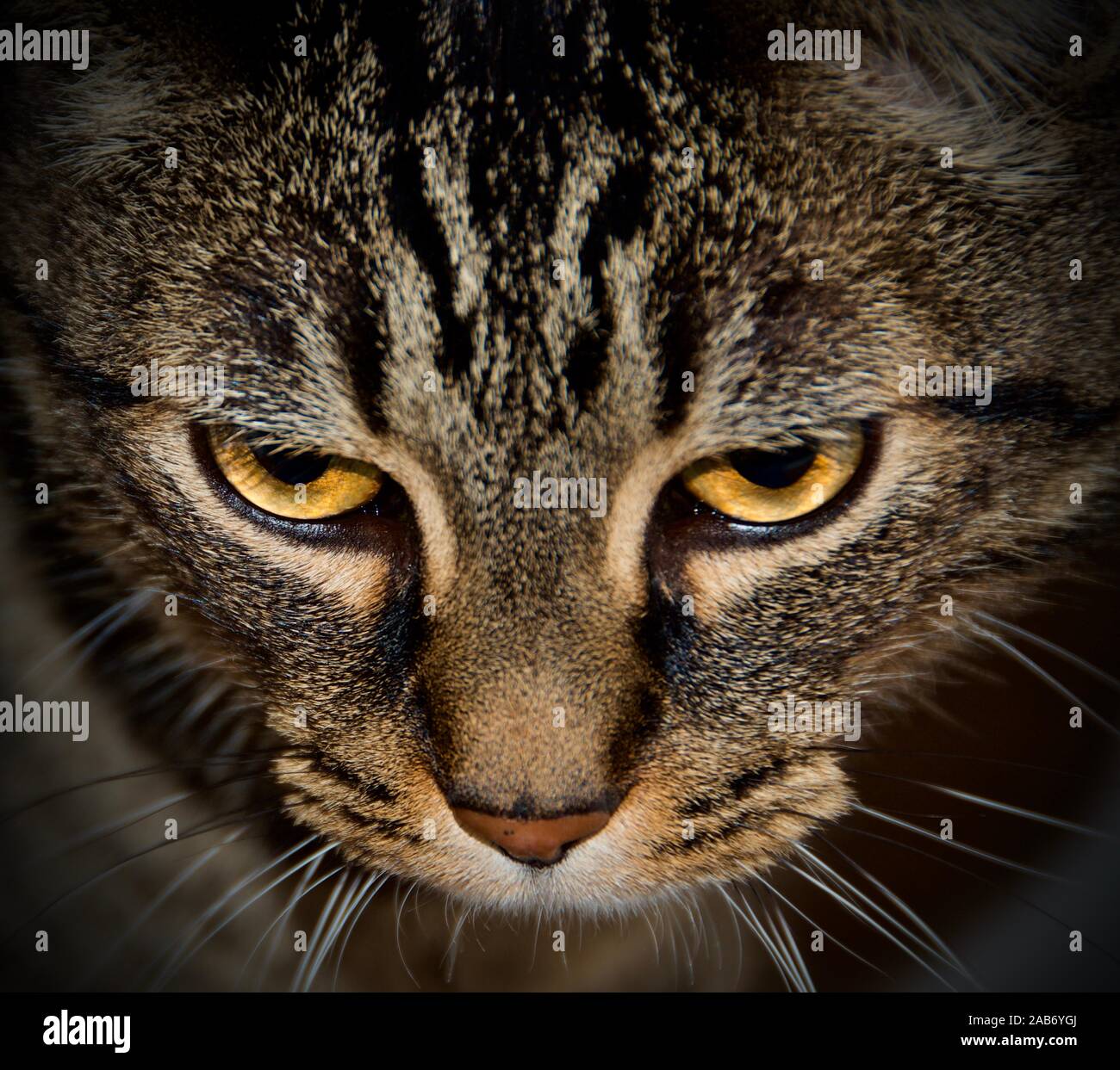 Oliver the cat with a mean glare. Stock Photo