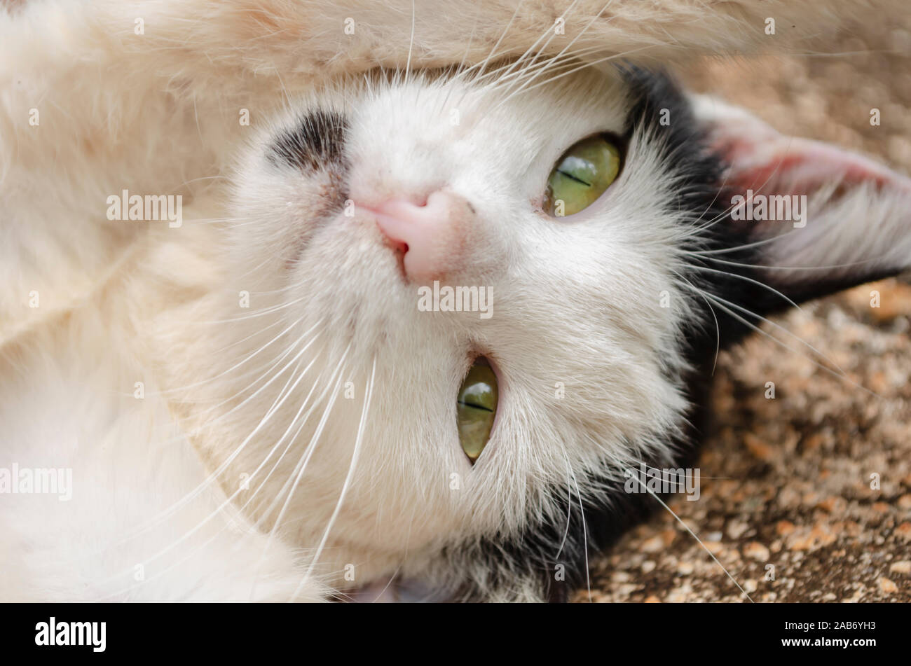 Cat's Eyes With Face Up Stock Photo