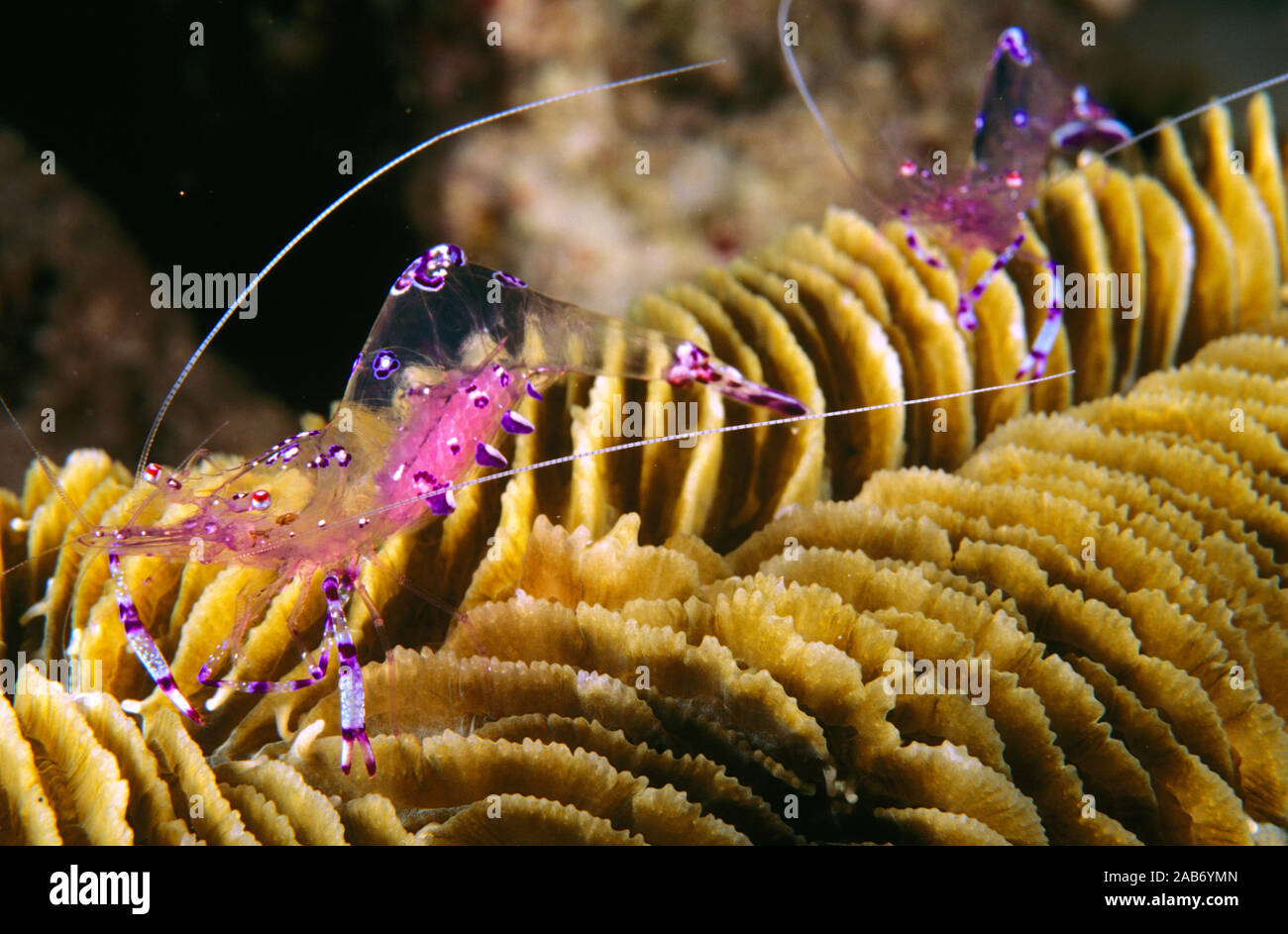 Holthuis cleaner shrimp (Periclimenes holthuisi), with coral. Ambon, Indonesia Stock Photo