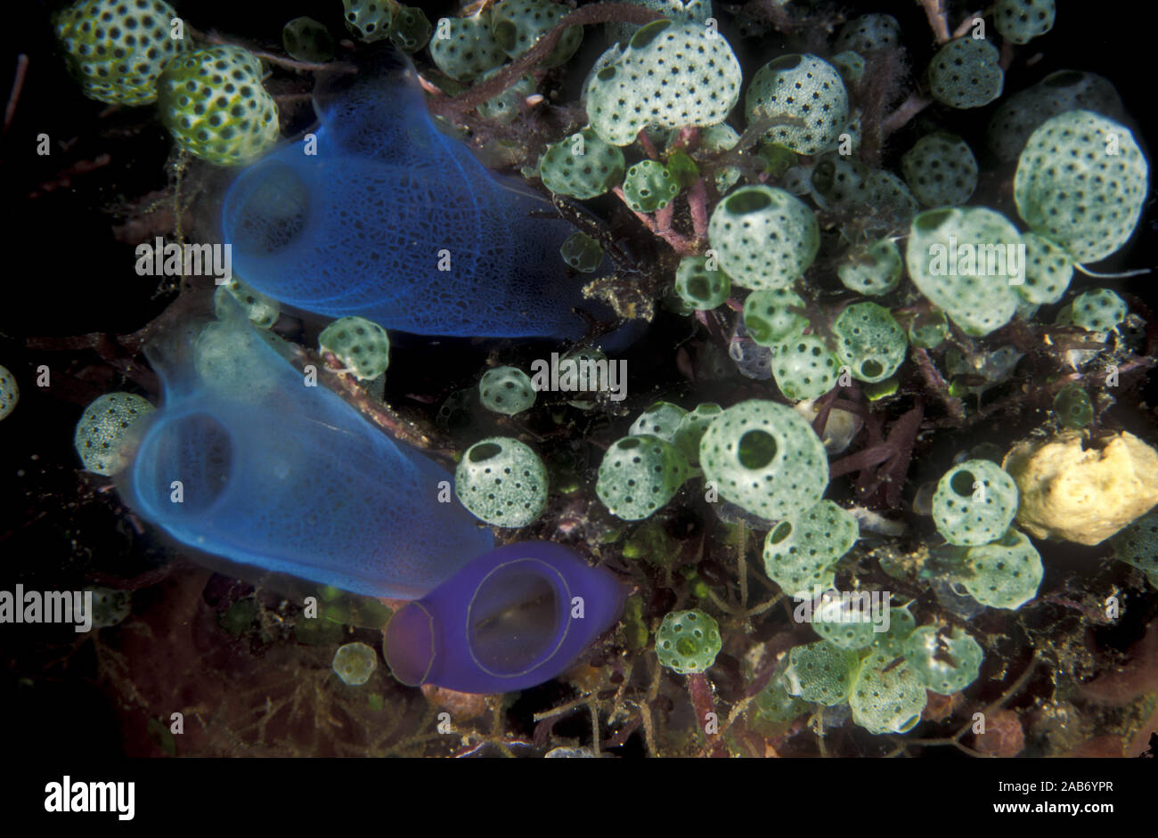 Blue vase ascidian (Rhopalaea crassa), solitary ascidians, amidst colonial Urn ascidians (Didemnum molle). Ambon, Indonesia Stock Photo
