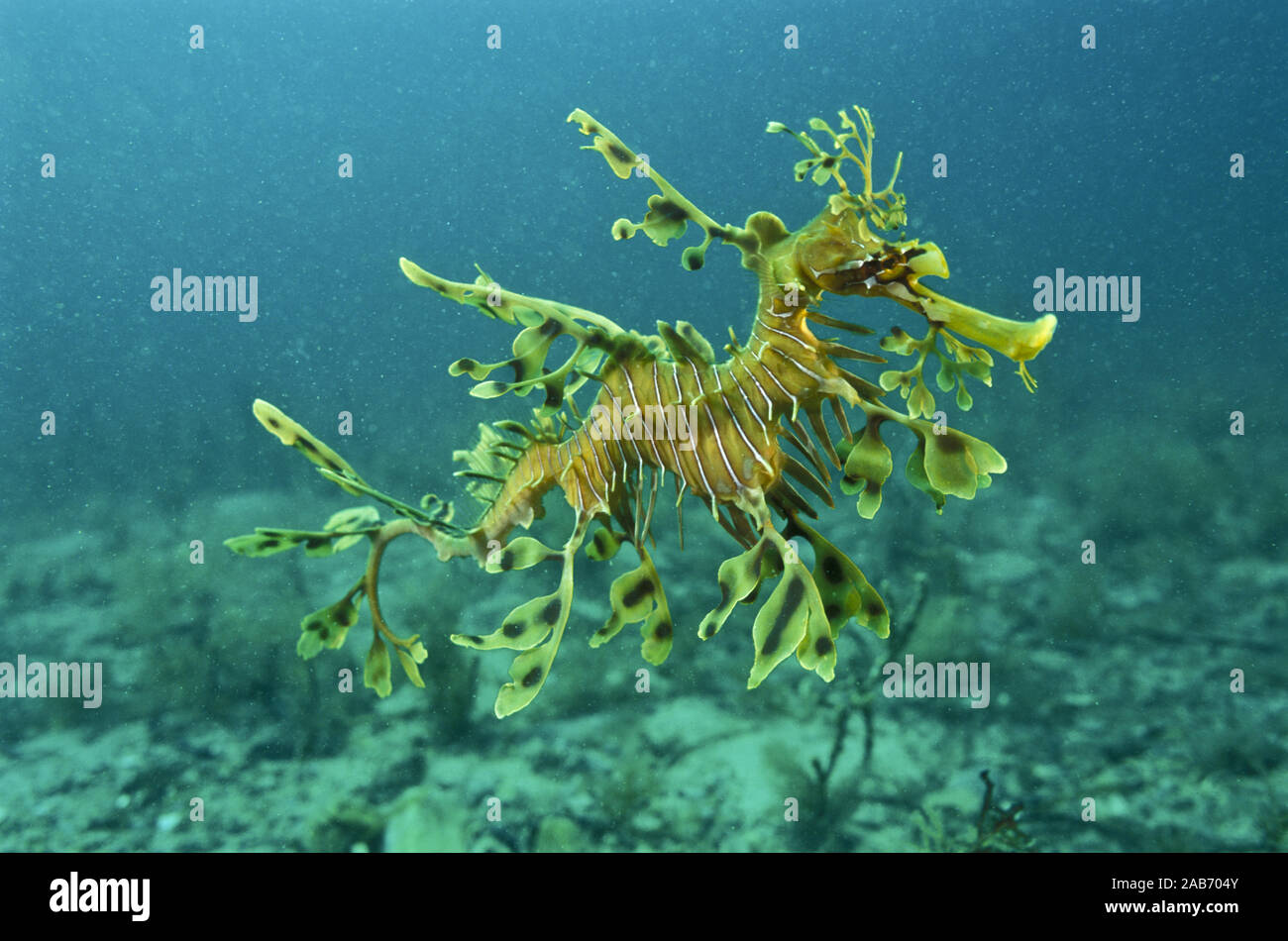 rocking seahorse