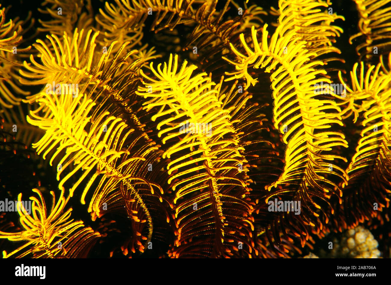 Bennett’s feather star (Oxycomanthus bennetti), detail of colourful branched arms. Ambon, Indonesia Stock Photo