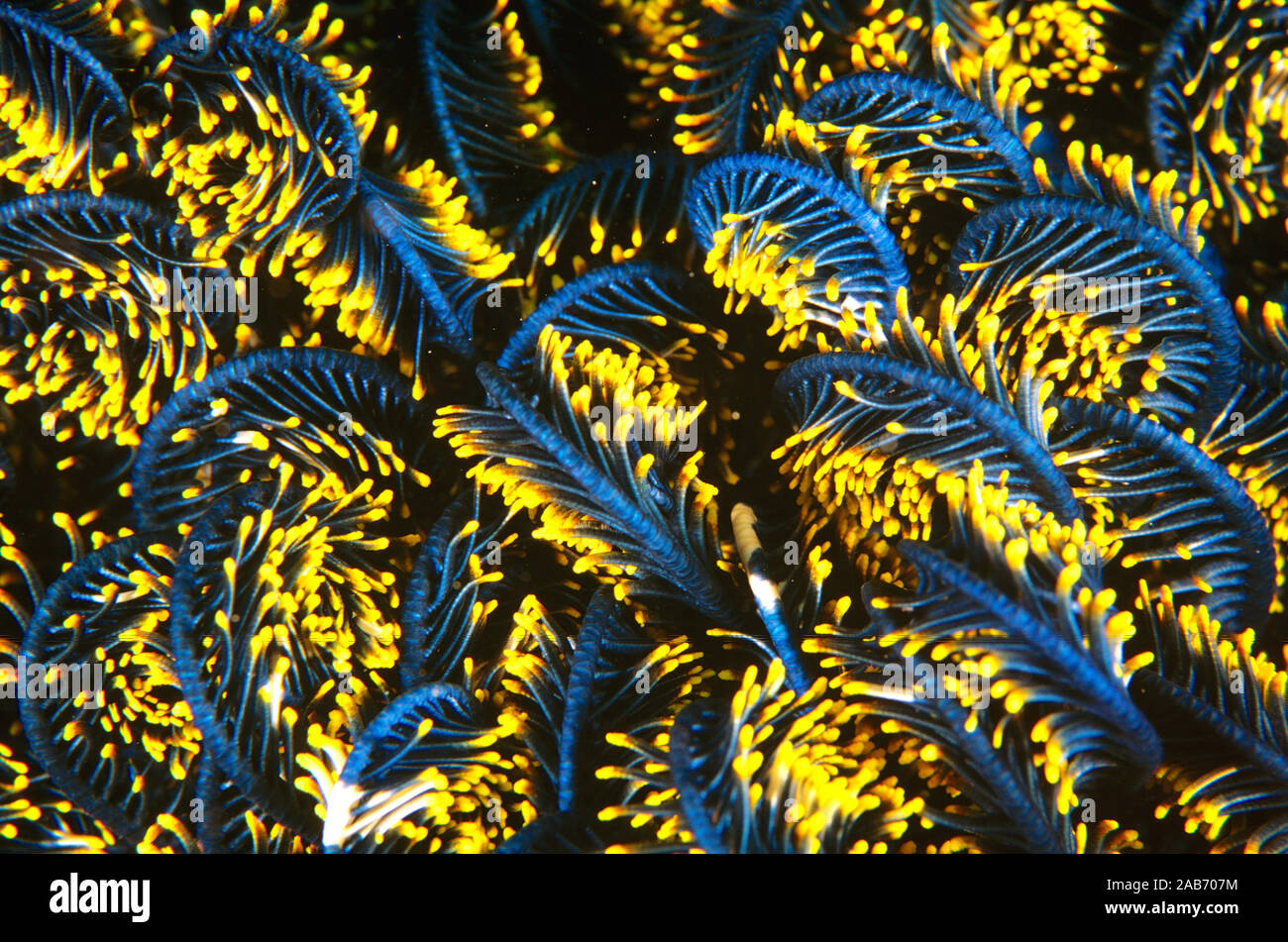 Bennett’s feather star (Oxycomanthus bennetti), closeup of colourful branching arms. Ambon, Indonesia Stock Photo
