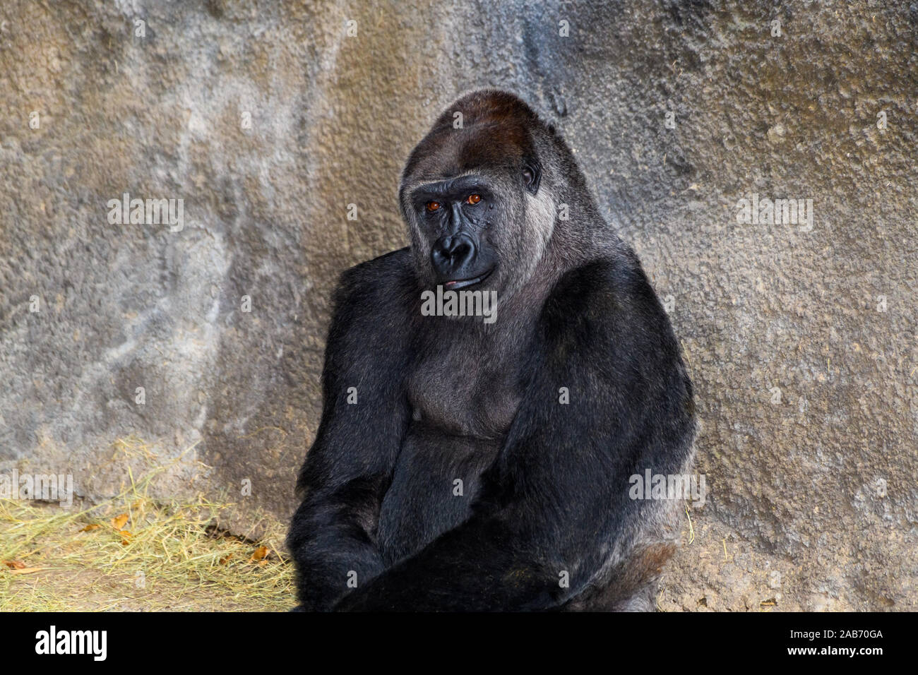 Male Silverback Western Lowland gorilla (Gorilla gorilla gorilla) looking lonely Stock Photo