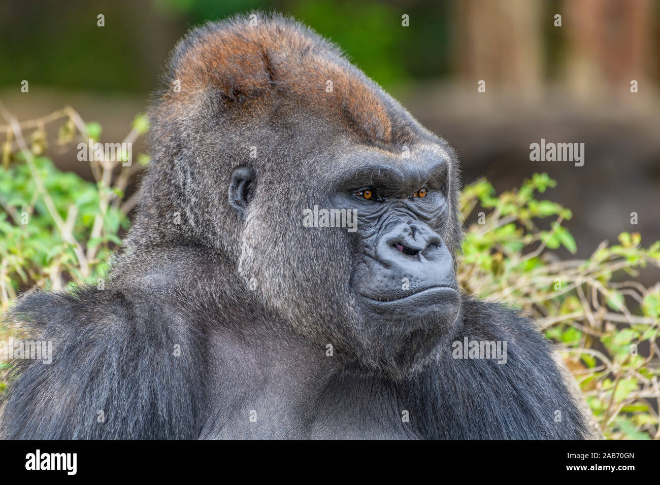 Male Silverback Western Lowland gorilla (Gorilla gorilla gorilla) staring at the camera Stock Photo